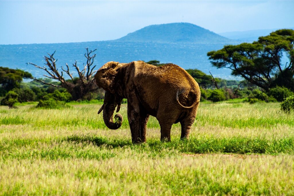 amboseli