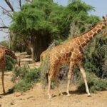 6263012338 4b61584684 o 768x346 wide 750x343 1