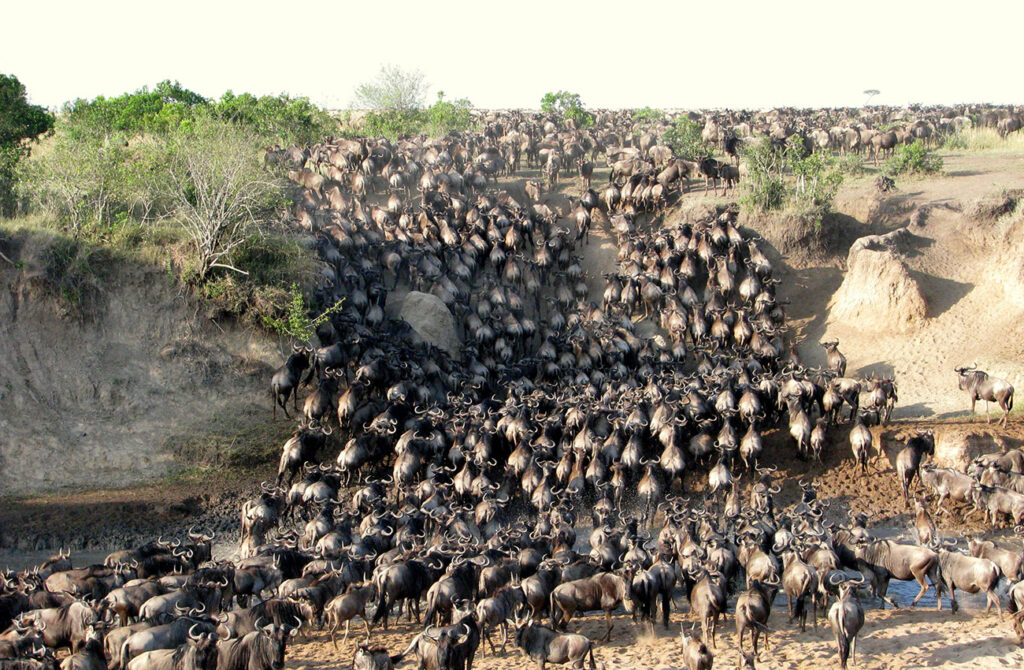 Great Migration Wildebeest Masai Mara