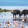 Lake Nakuru National Park 2