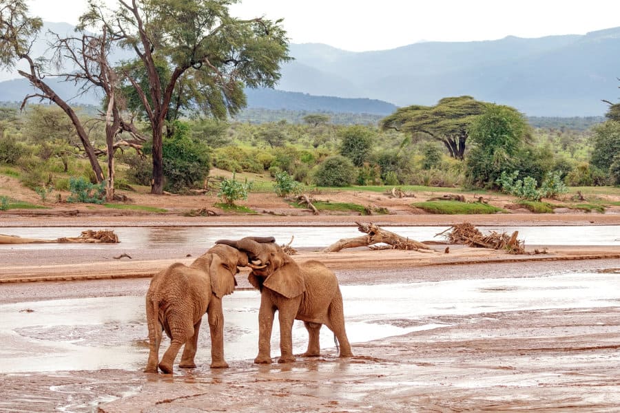 elephants play fighting Samburu