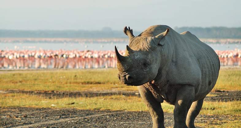 lake nakuru